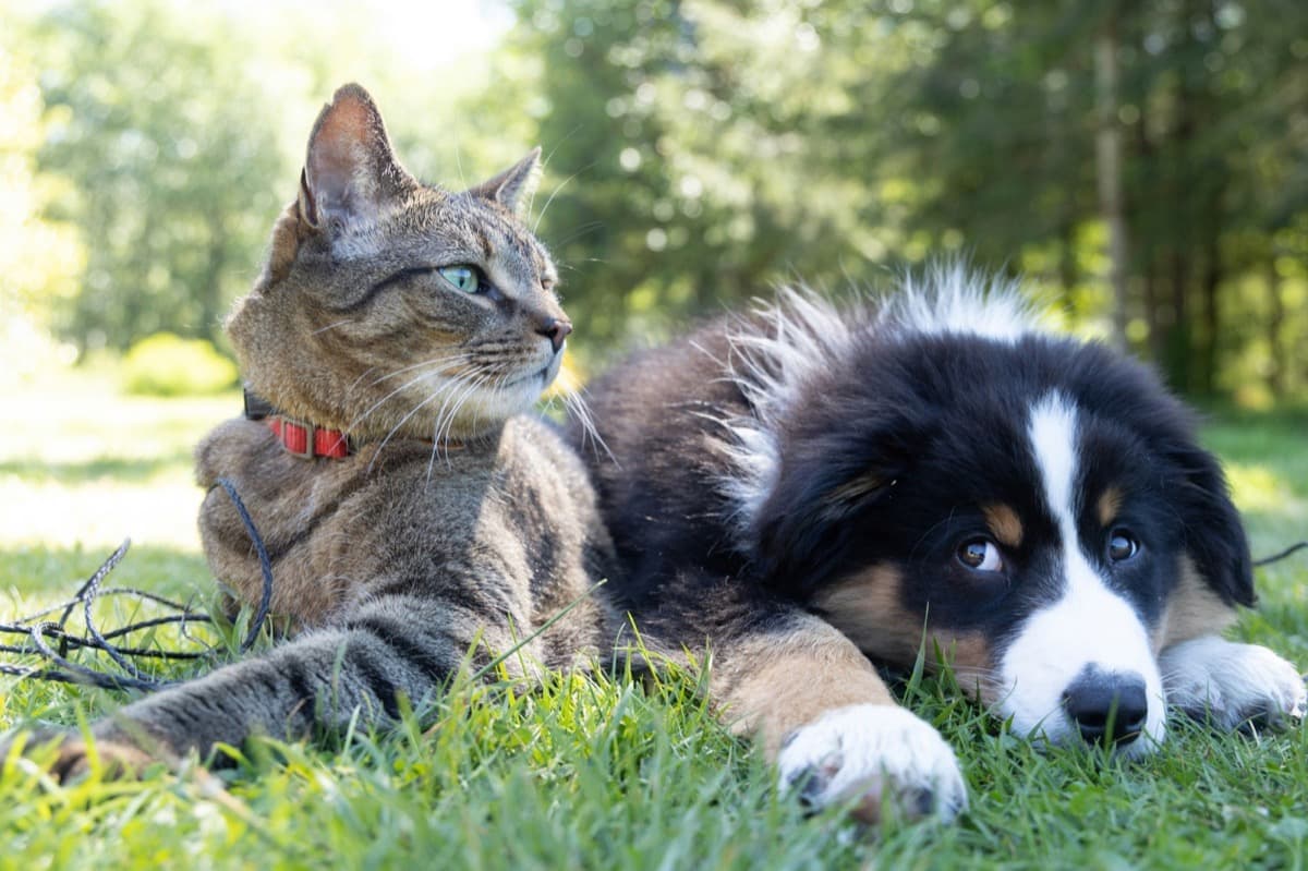 A pet dog