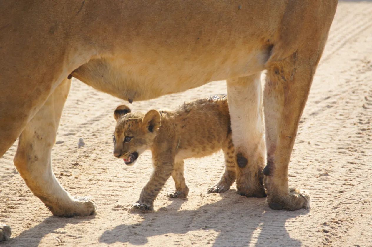 A lioness walking along a sandy track with a small cub beside her